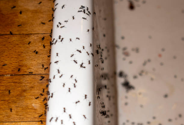 Best Commercial Pest Control Services  in Hebron Estates, KY