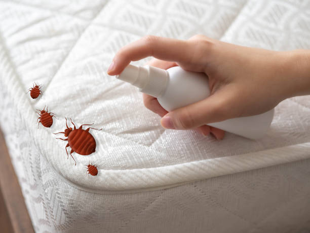 Trusted Hebron Estates, KY Pest Control Experts